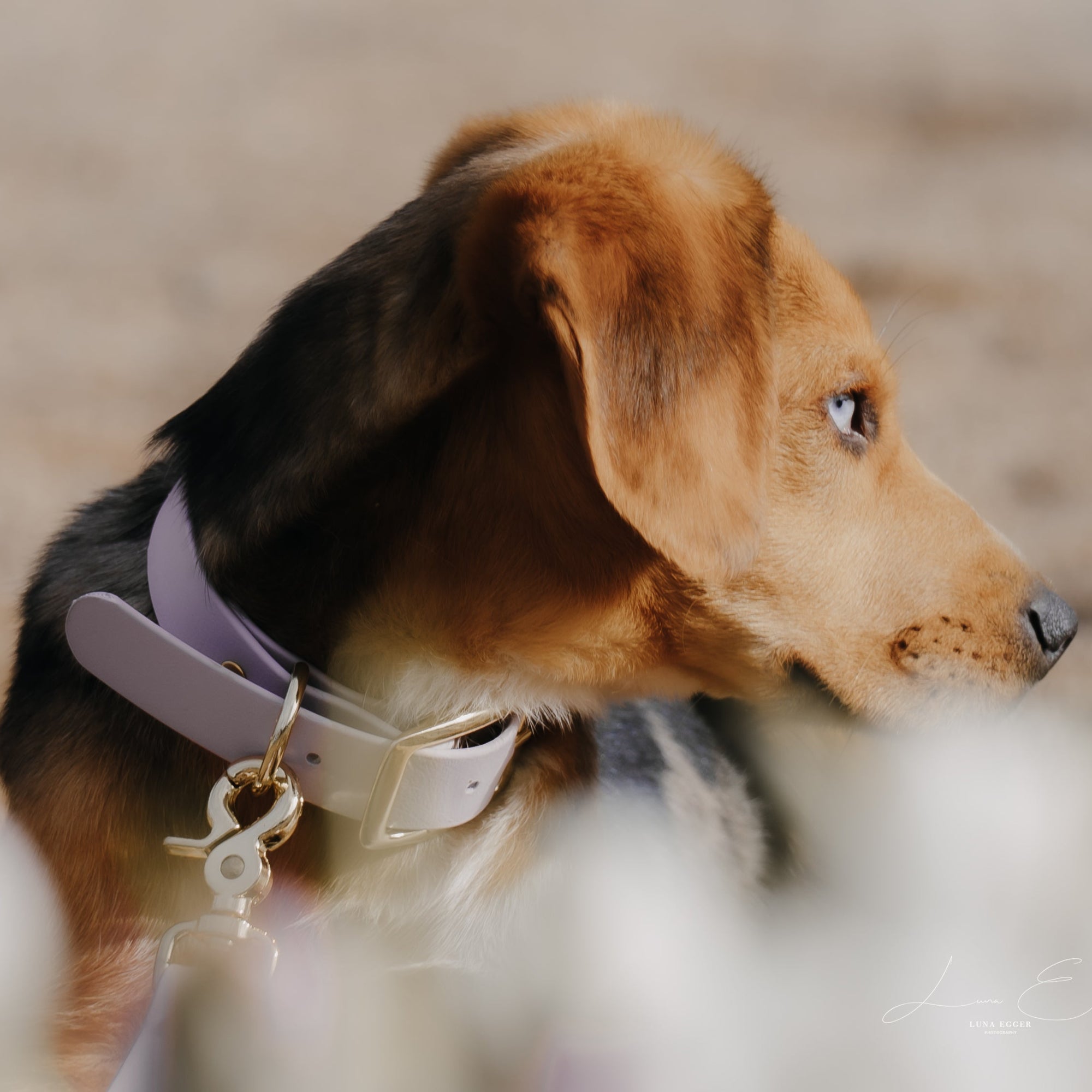 BioThane Halsband weinrot