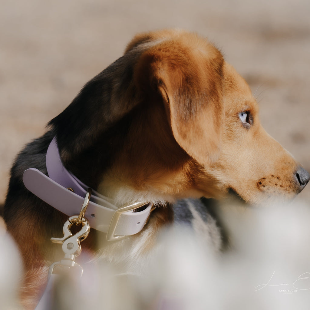 BioThane Halsband cloud white