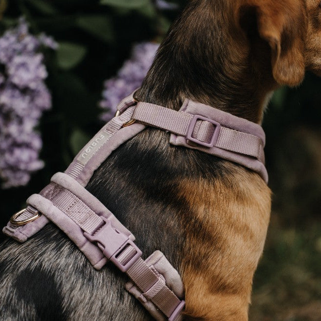 Samt-Hundegeschirr Lavendel