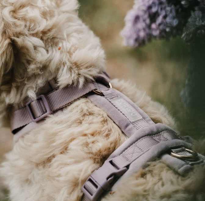 Samt-Hundegeschirr Lavendel
